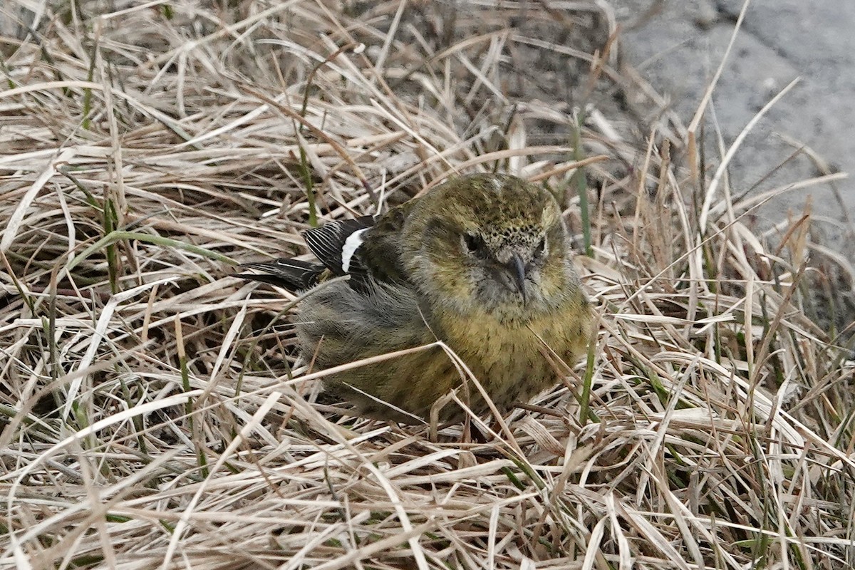 White-winged Crossbill - ML616864000