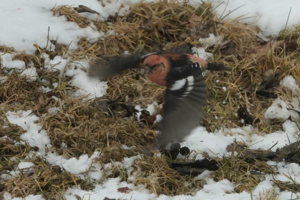 White-winged Crossbill - Megan ONeill