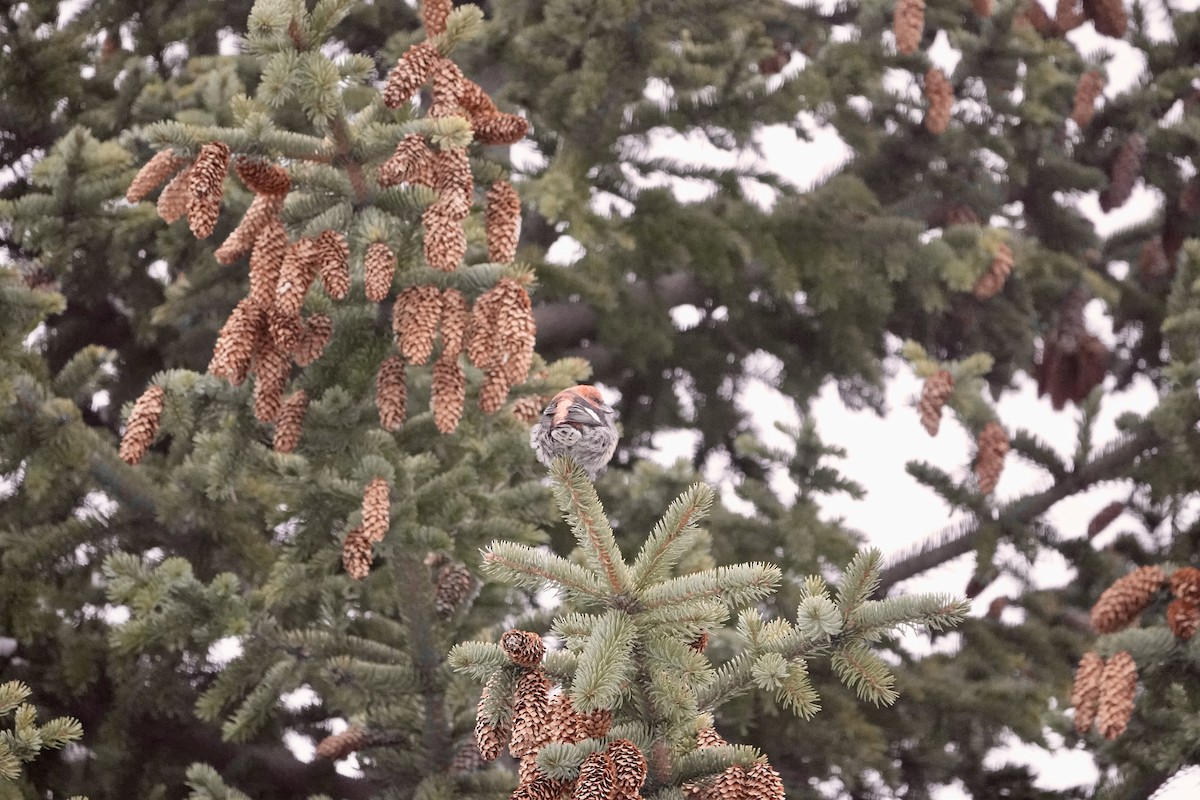 White-winged Crossbill - ML616864003