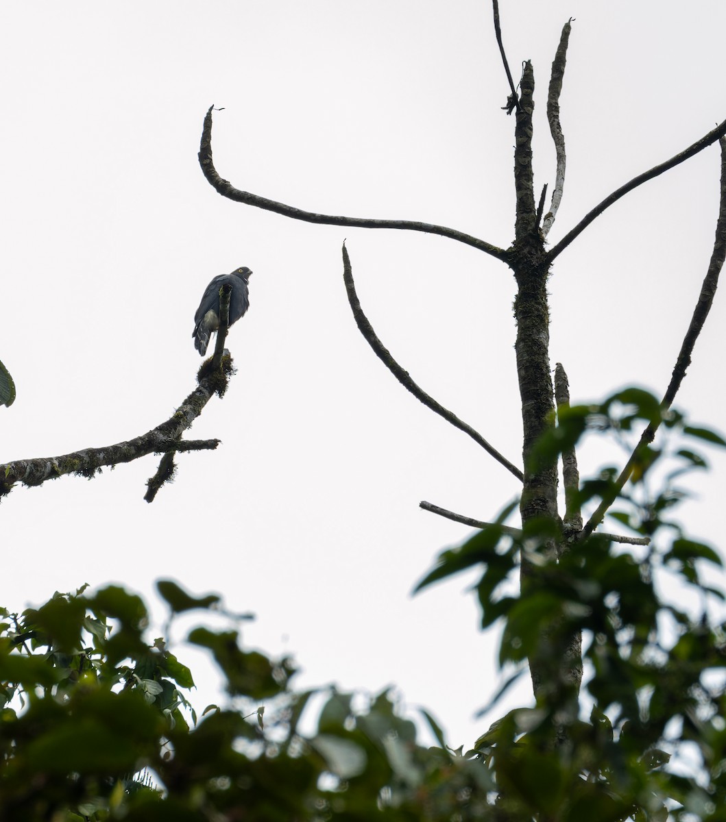 White-rumped Hawk - ML616864020