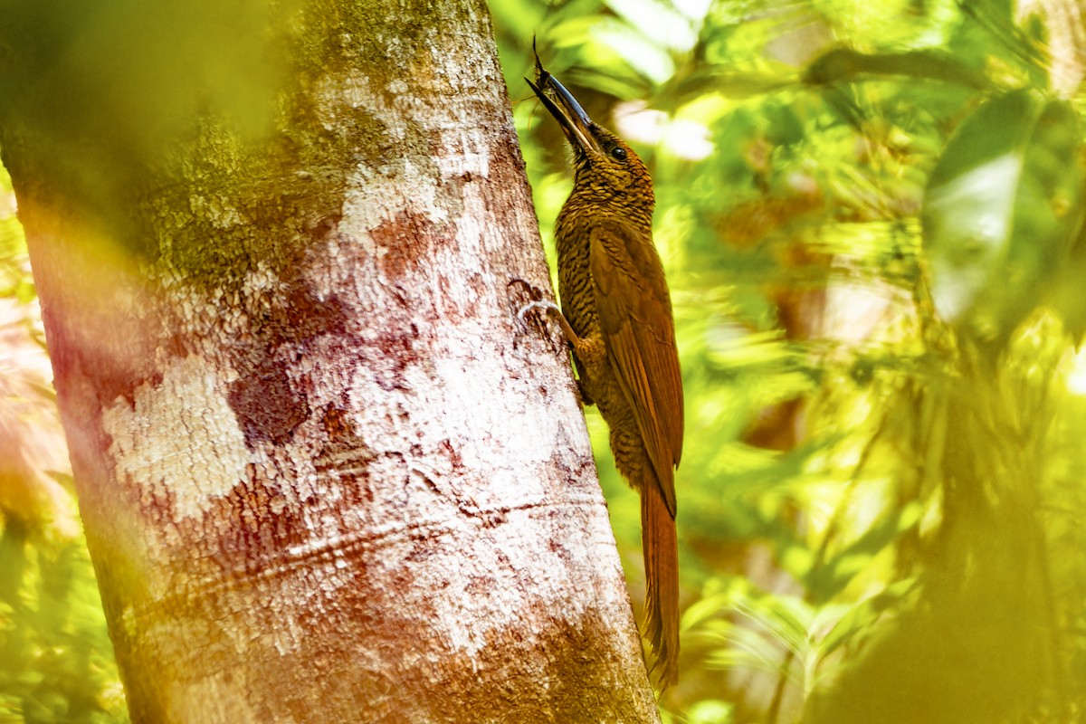 Northern Barred-Woodcreeper - ML616864026