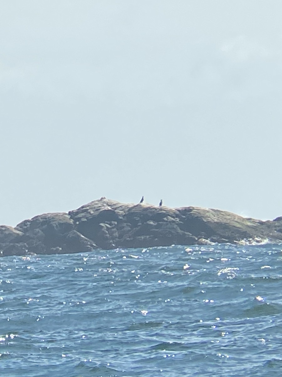 Great Cormorant - ML616864047