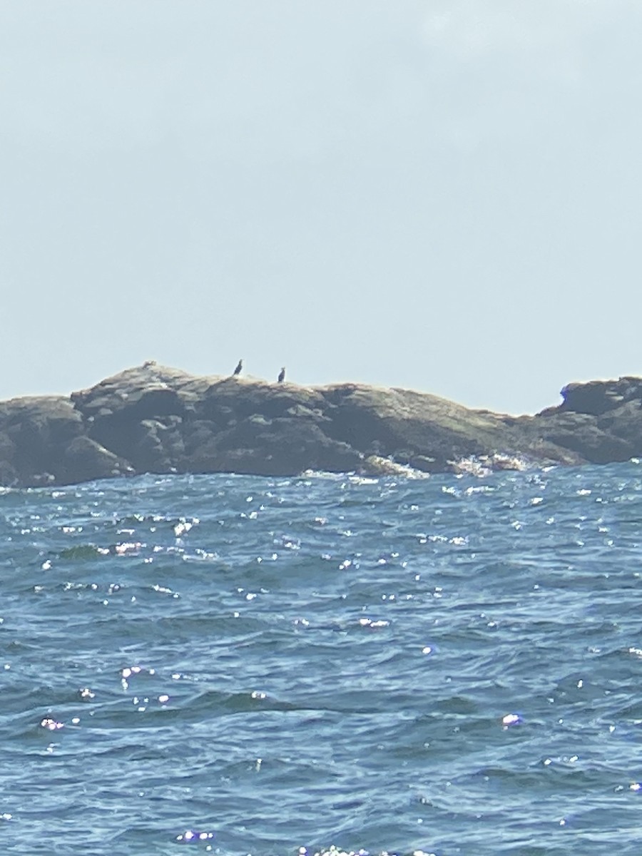 Great Cormorant - ML616864048