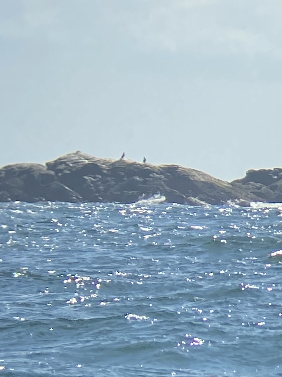 Great Cormorant - ML616864049