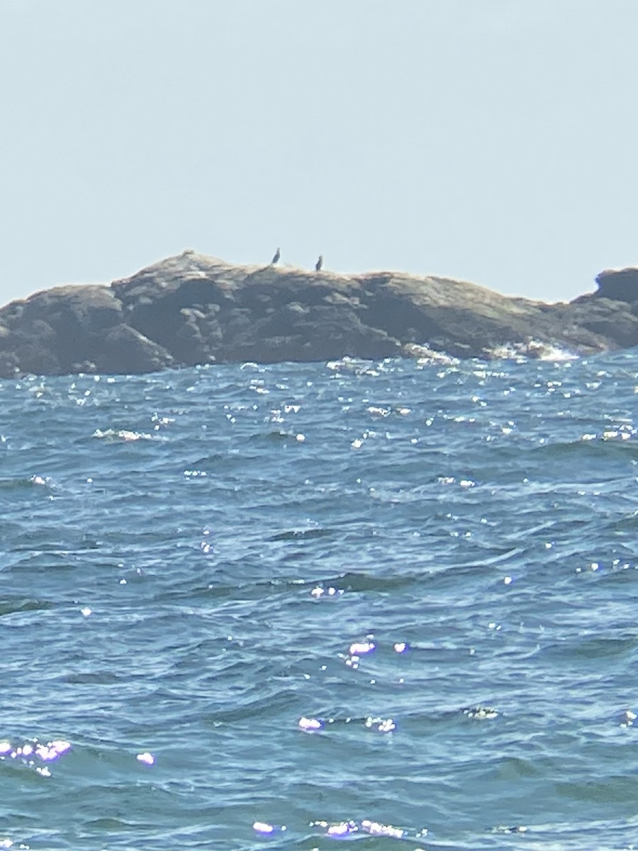 Great Cormorant - ML616864050