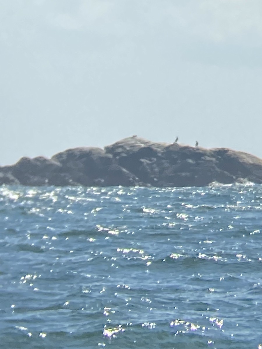 Great Cormorant - ML616864051