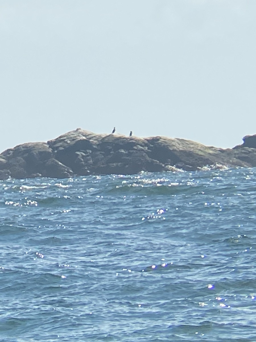 Great Cormorant - ML616864052