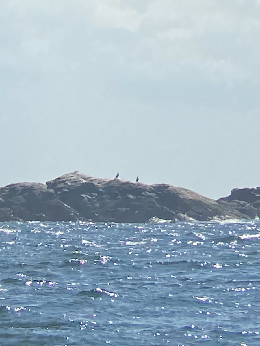 Great Cormorant - ML616864053