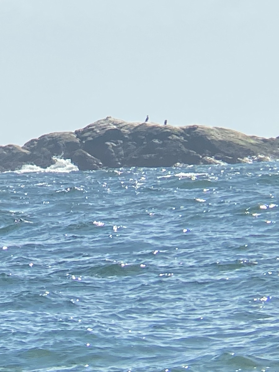 Great Cormorant - ML616864054