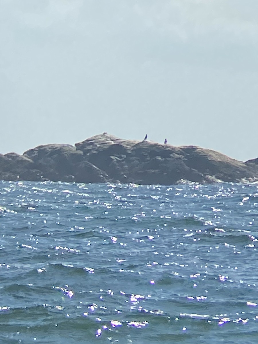 Great Cormorant - ML616864055