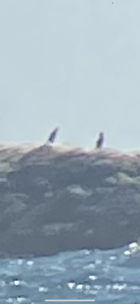 Great Cormorant - ML616864056