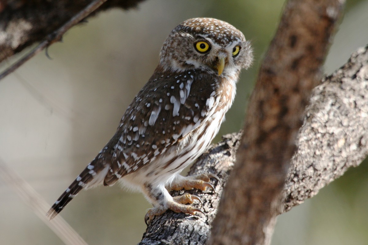 Pearl-spotted Owlet - ML616864063