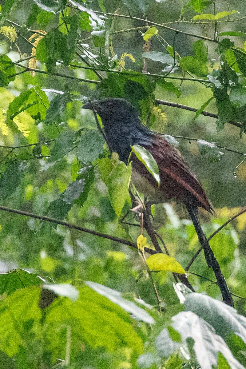 Black-throated Coucal - Toby Ross