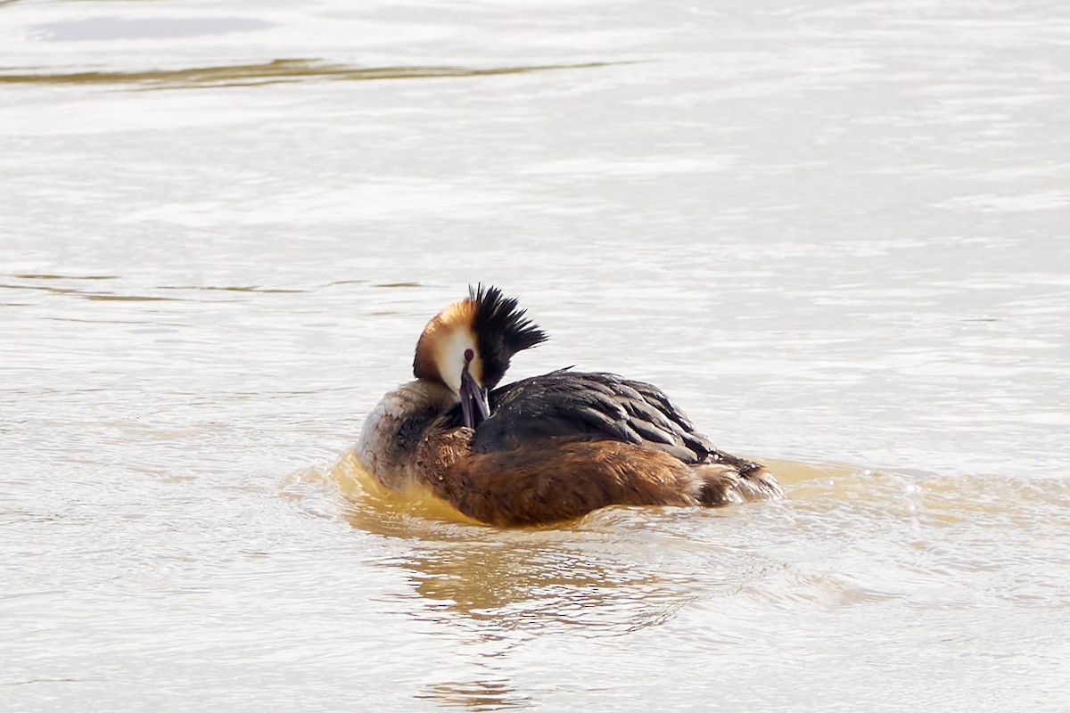 Great Crested Grebe - ML616864117