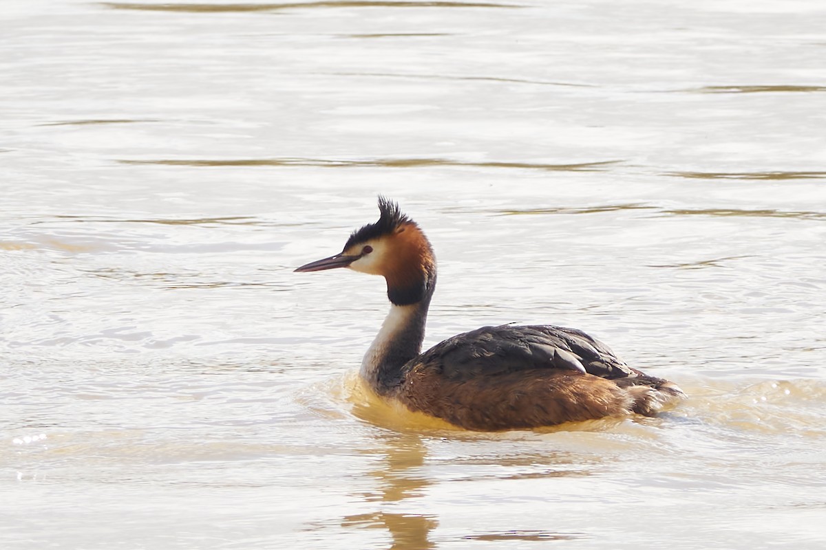 Great Crested Grebe - ML616864118