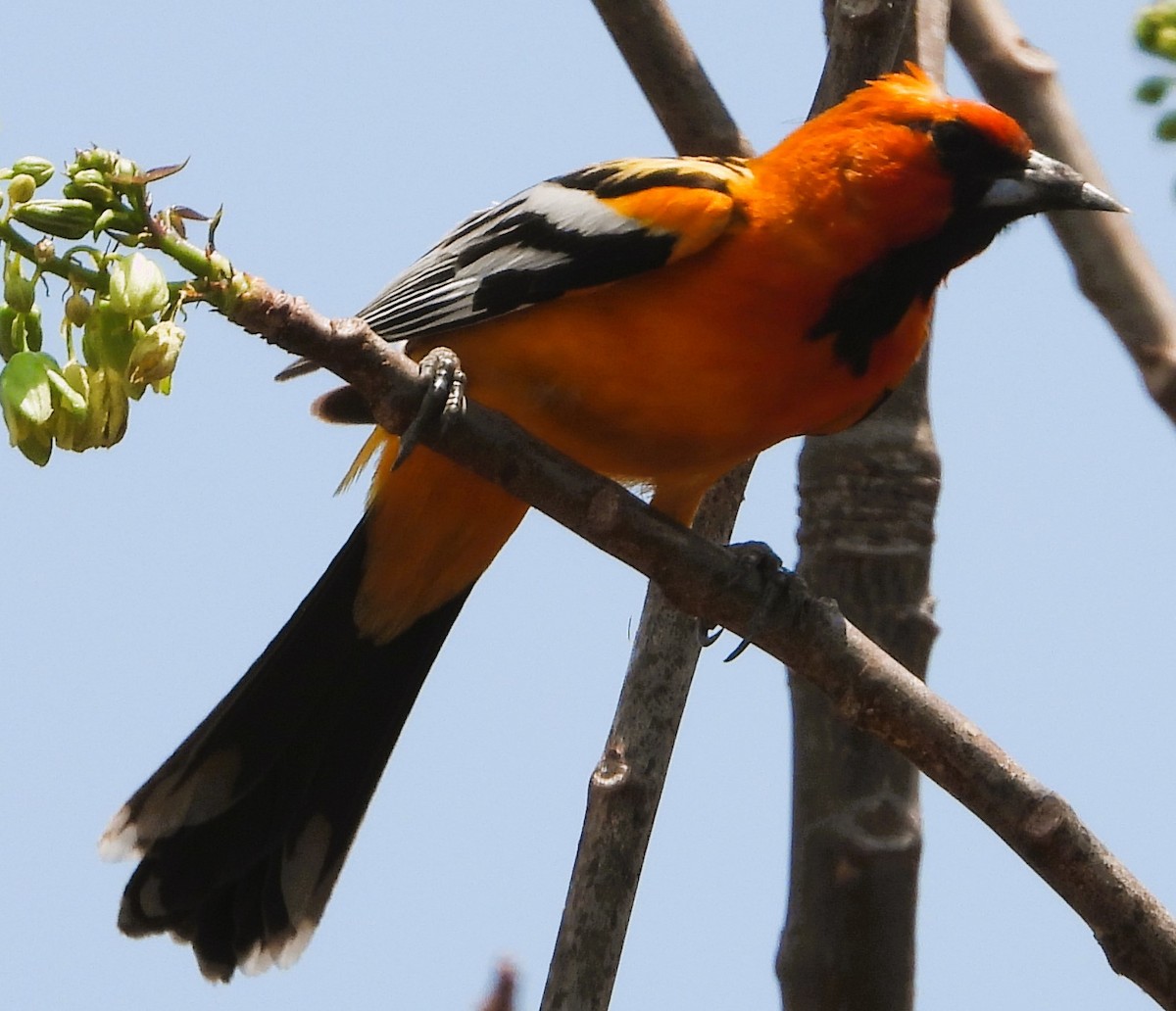 Streak-backed Oriole - Guadalupe Esquivel Uribe