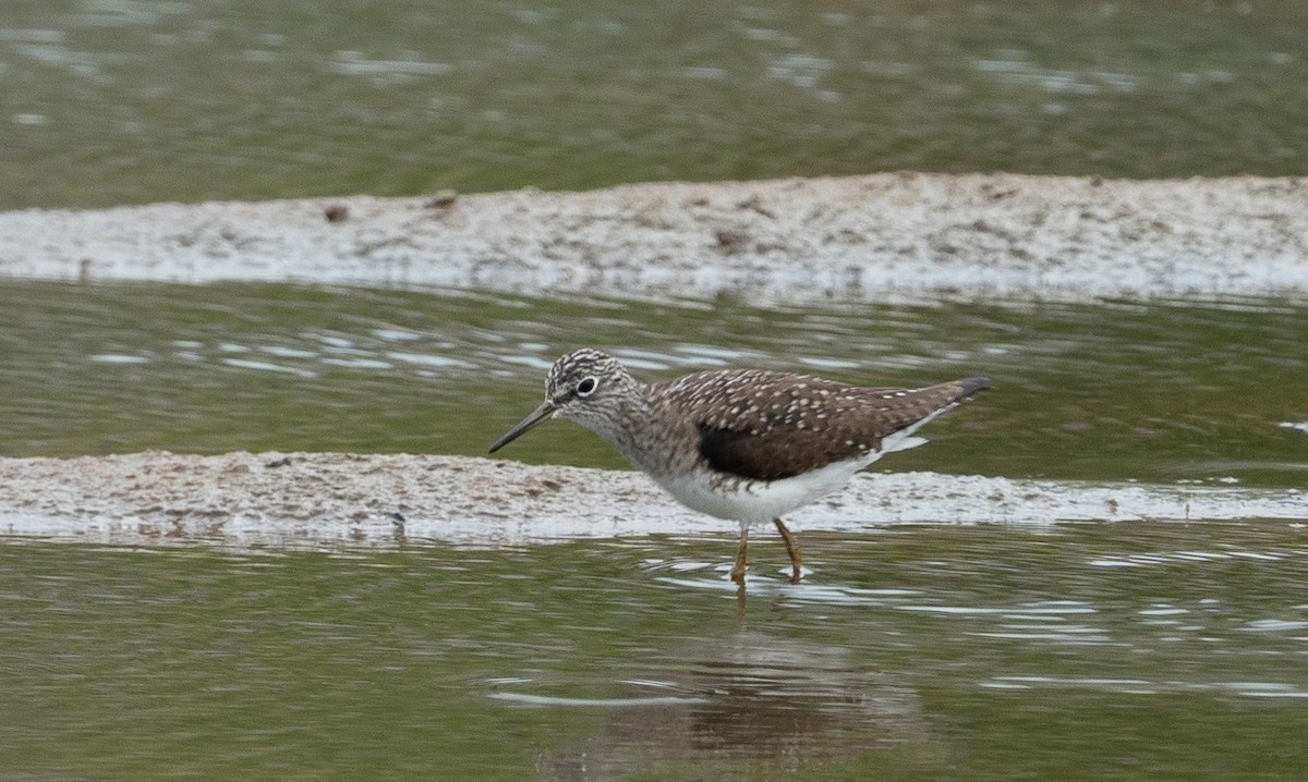 Solitary Sandpiper - ML616864195