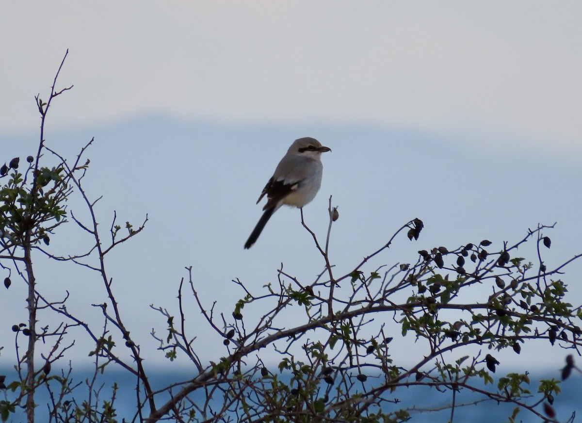 Northern Shrike - ML616864214