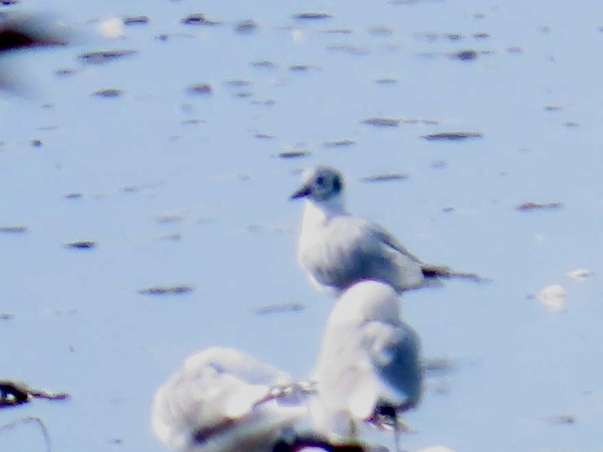 Bonaparte's Gull - ML616864235