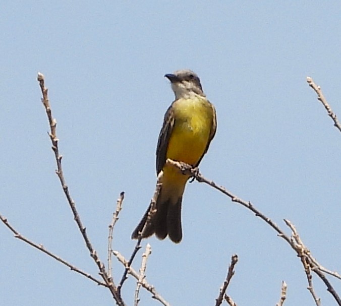 Tropical Kingbird - Guadalupe Esquivel Uribe