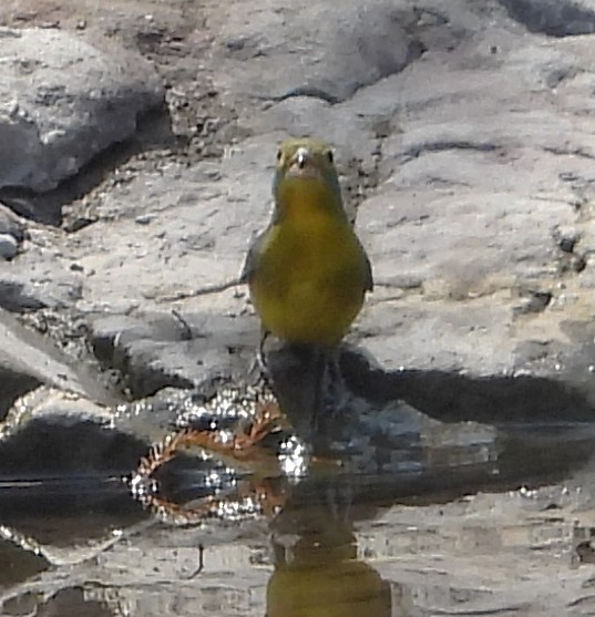 Orange-breasted Bunting - Guadalupe Esquivel Uribe