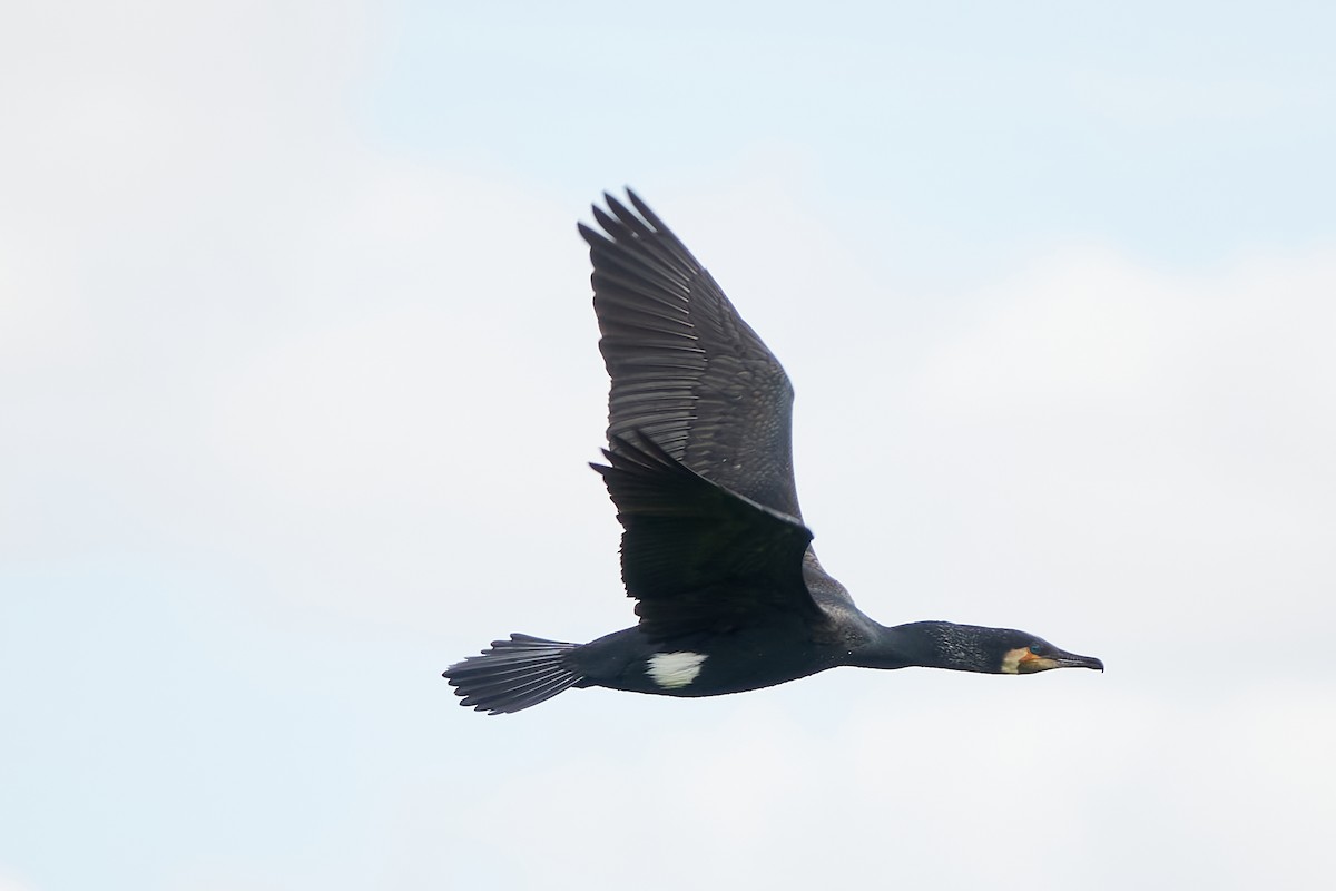 Great Cormorant - ML616864359