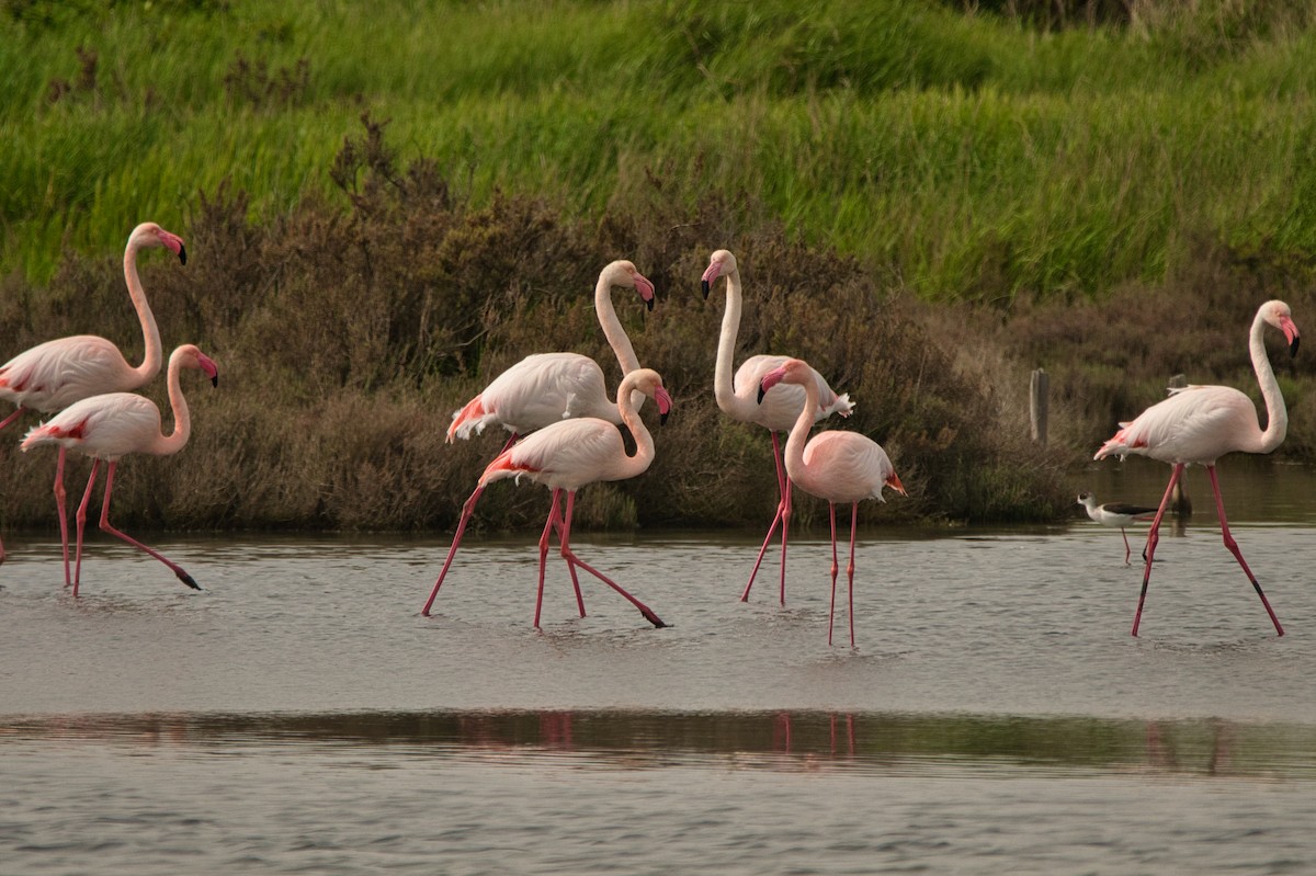 Greater Flamingo - ML616864381