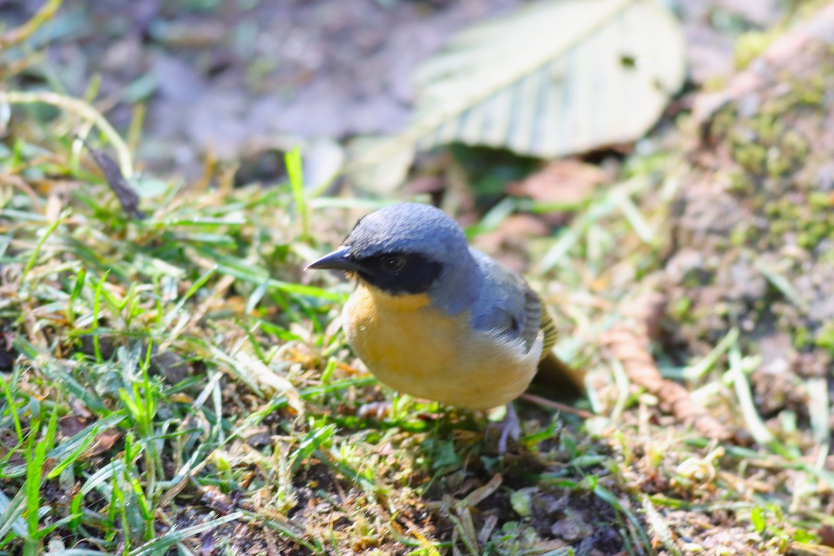 Black-eared Hemispingus - ML616864395