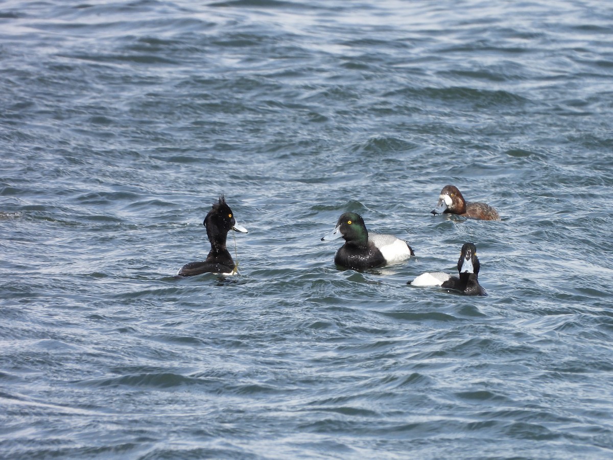 Greater Scaup - ML616864422
