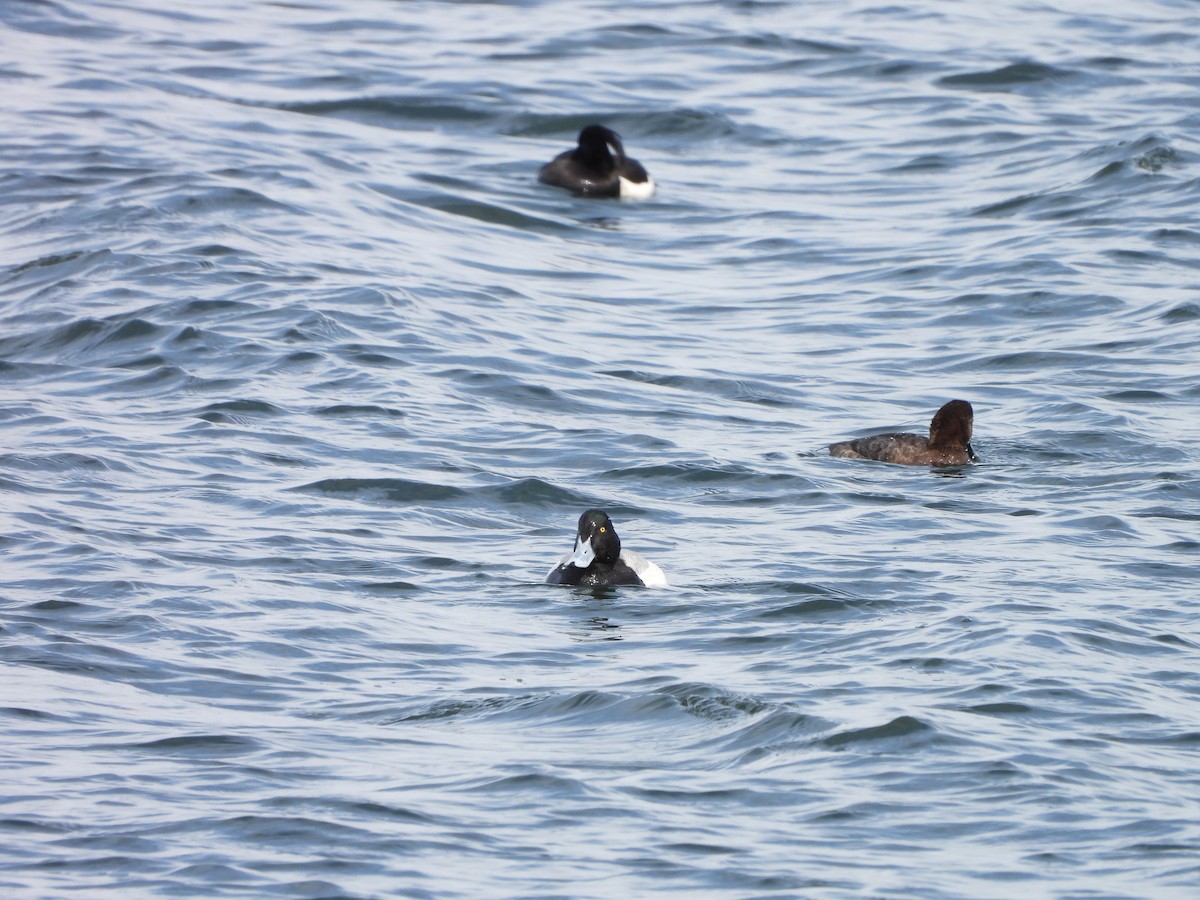 Greater Scaup - ML616864423