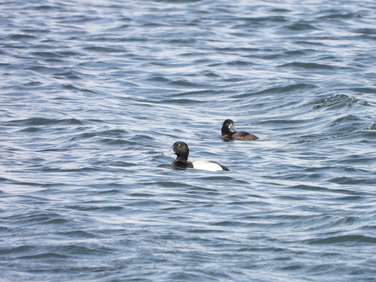 Greater Scaup - Aleksander Stępień