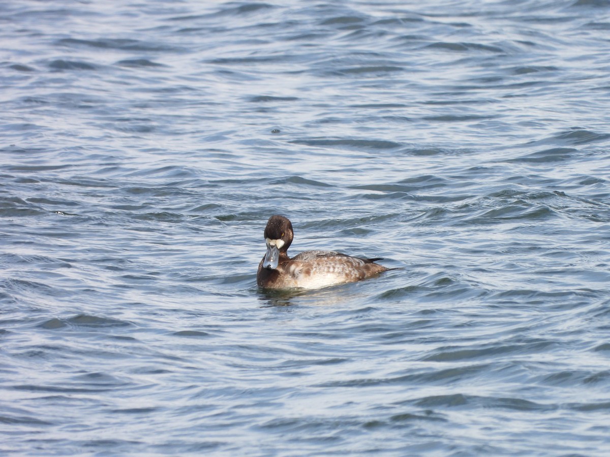 Greater Scaup - ML616864427