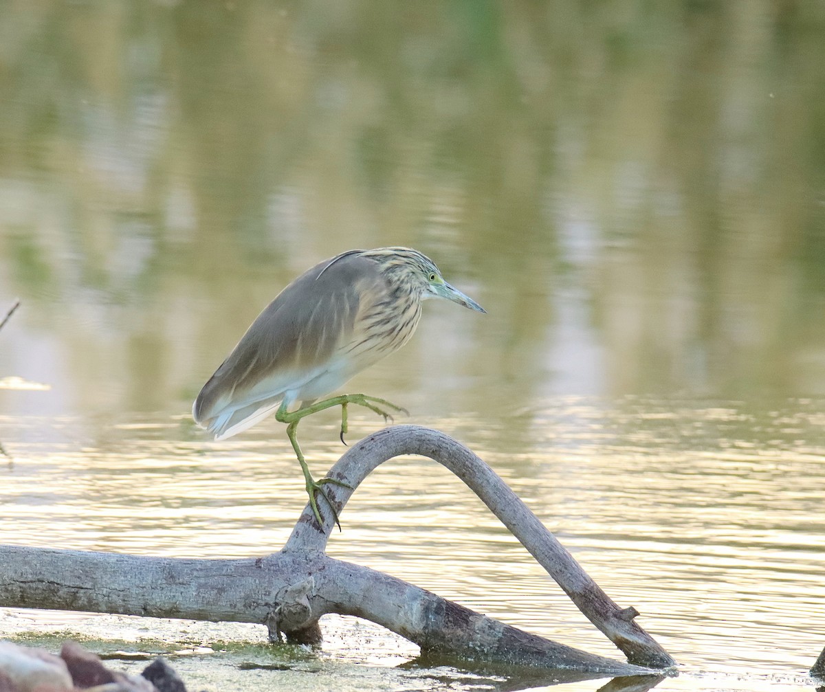 Squacco Heron - ML616864430