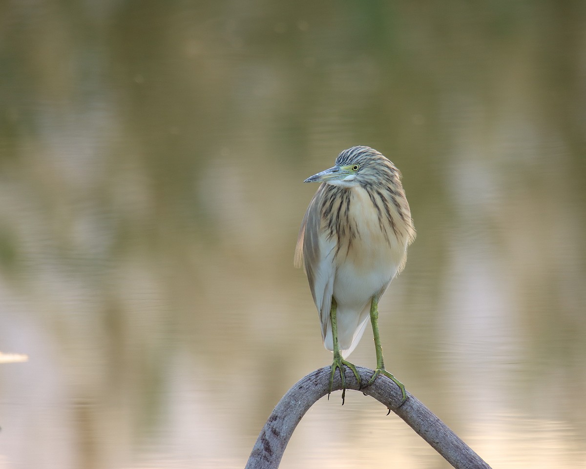 Squacco Heron - ML616864432