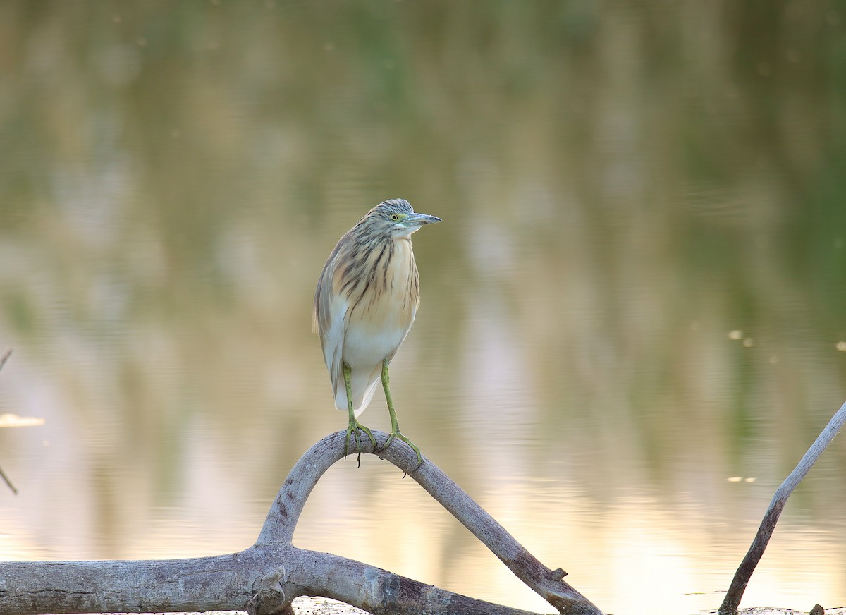 Squacco Heron - ML616864436