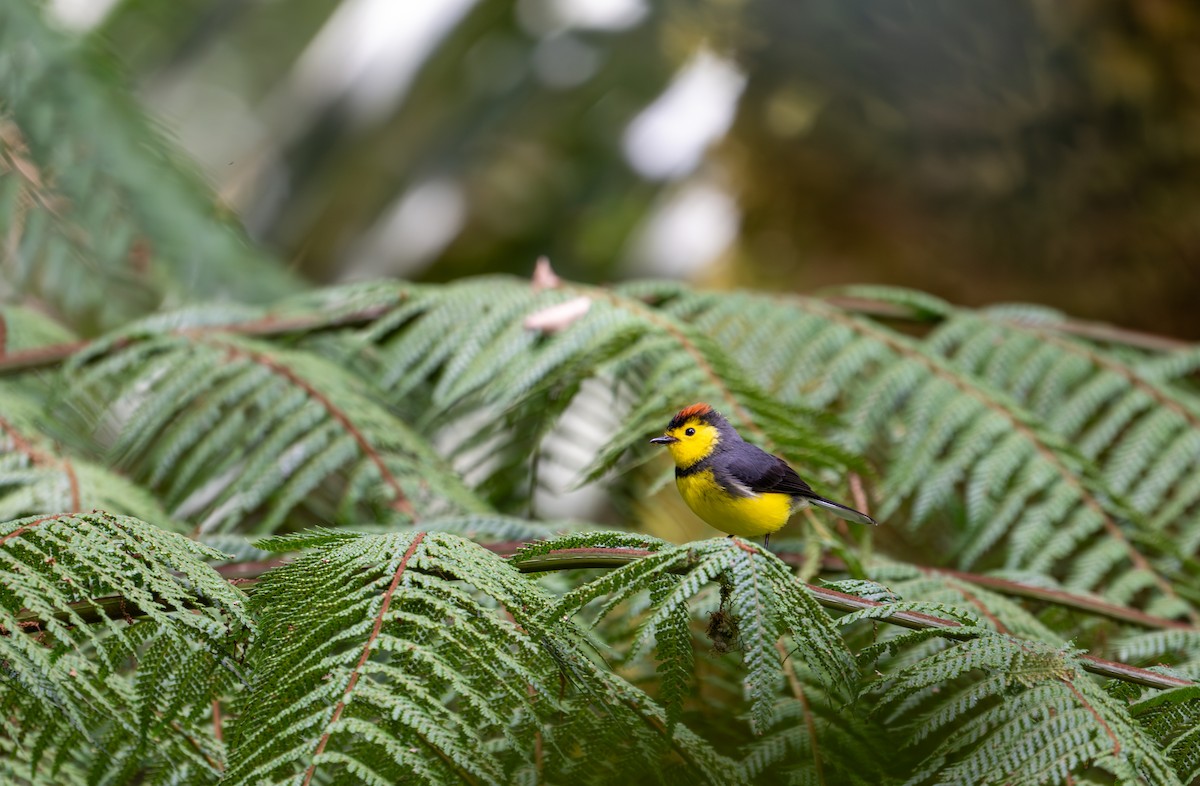 Collared Redstart - Herb Elliott