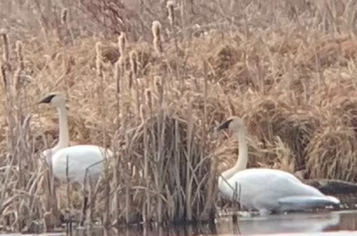 Trumpeter Swan - ML616864564