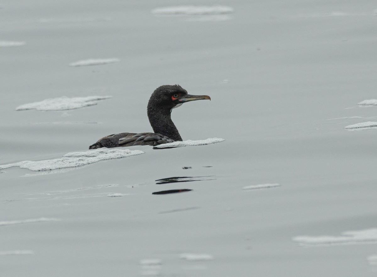 Cormoran de Bougainville - ML616864578