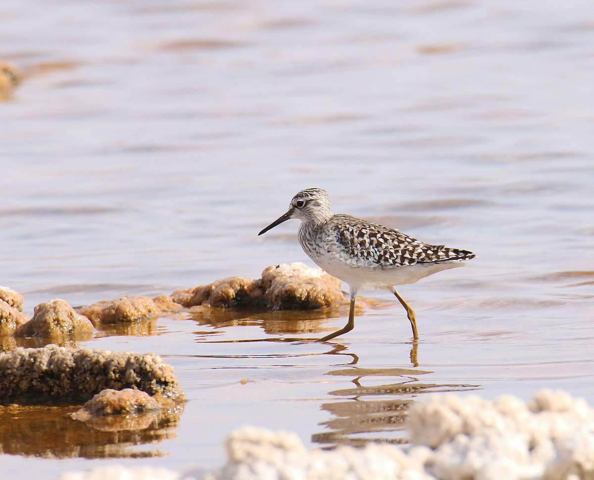 Wood Sandpiper - משה נאמן