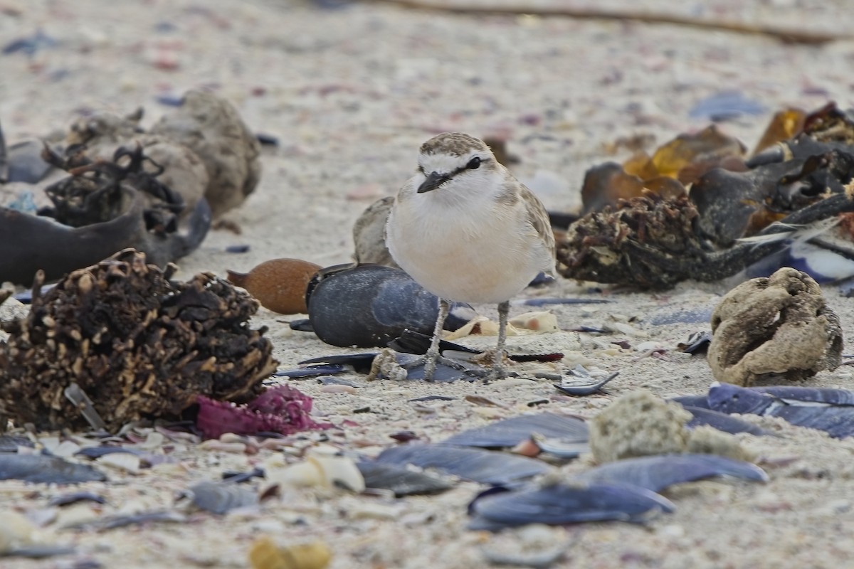 White-fronted Plover - ML616864589