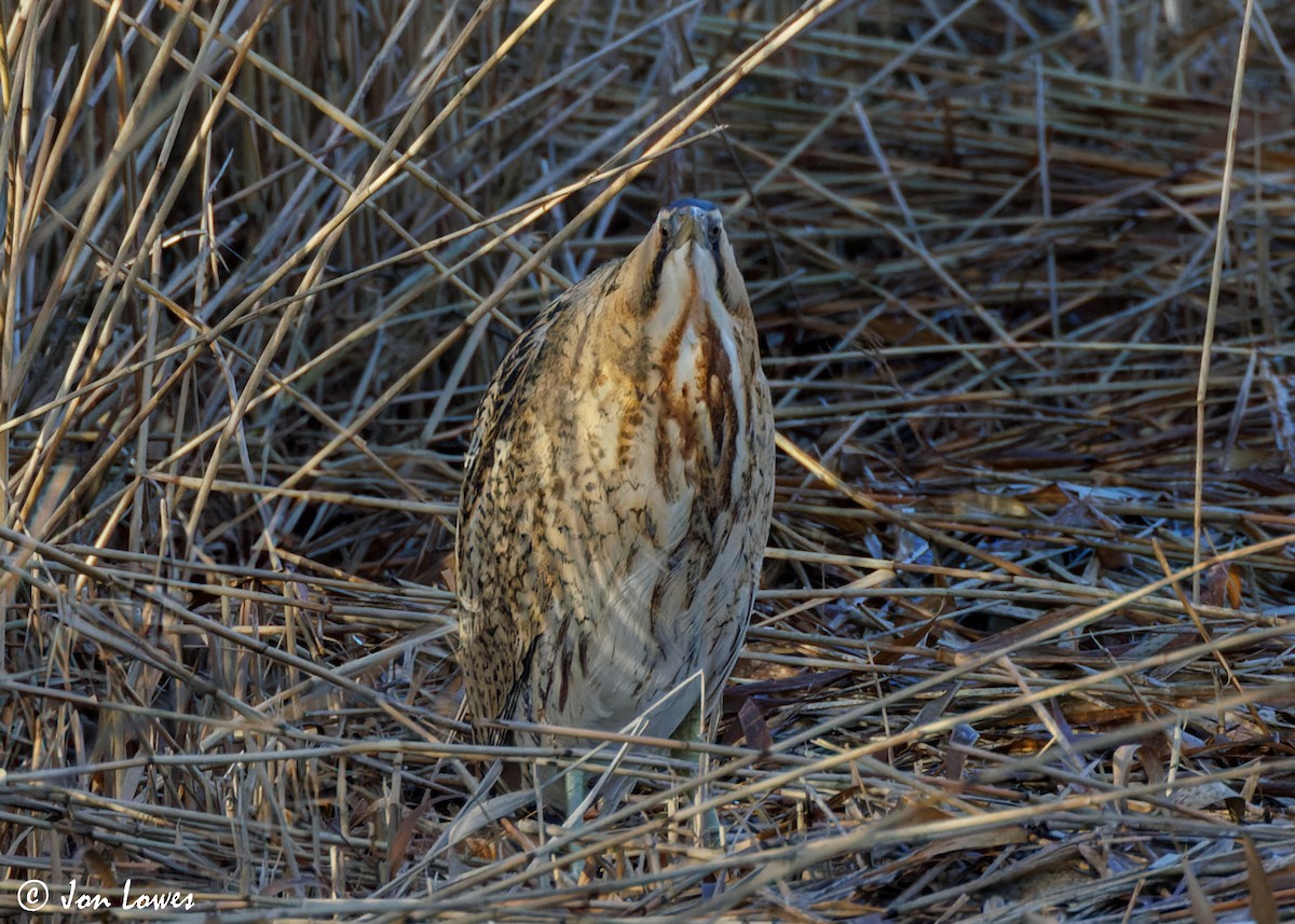 Great Bittern - ML616864597