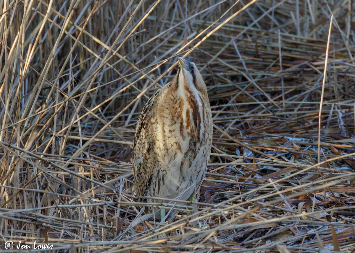 Great Bittern - ML616864598