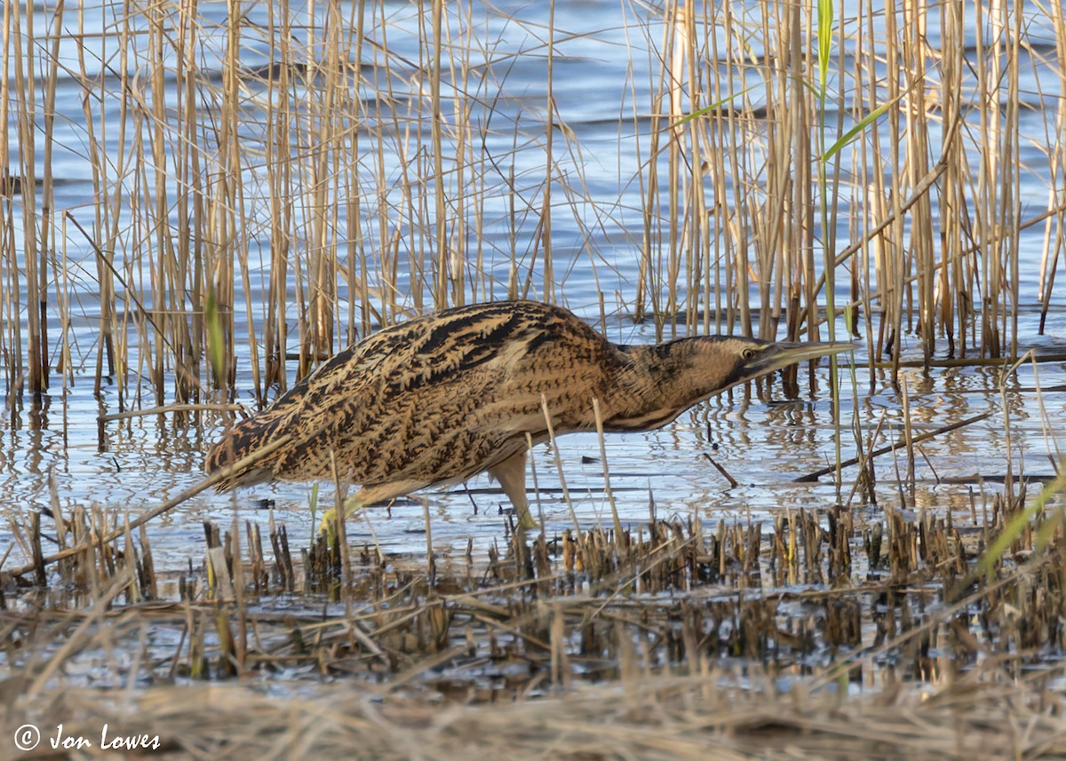 Great Bittern - ML616864604