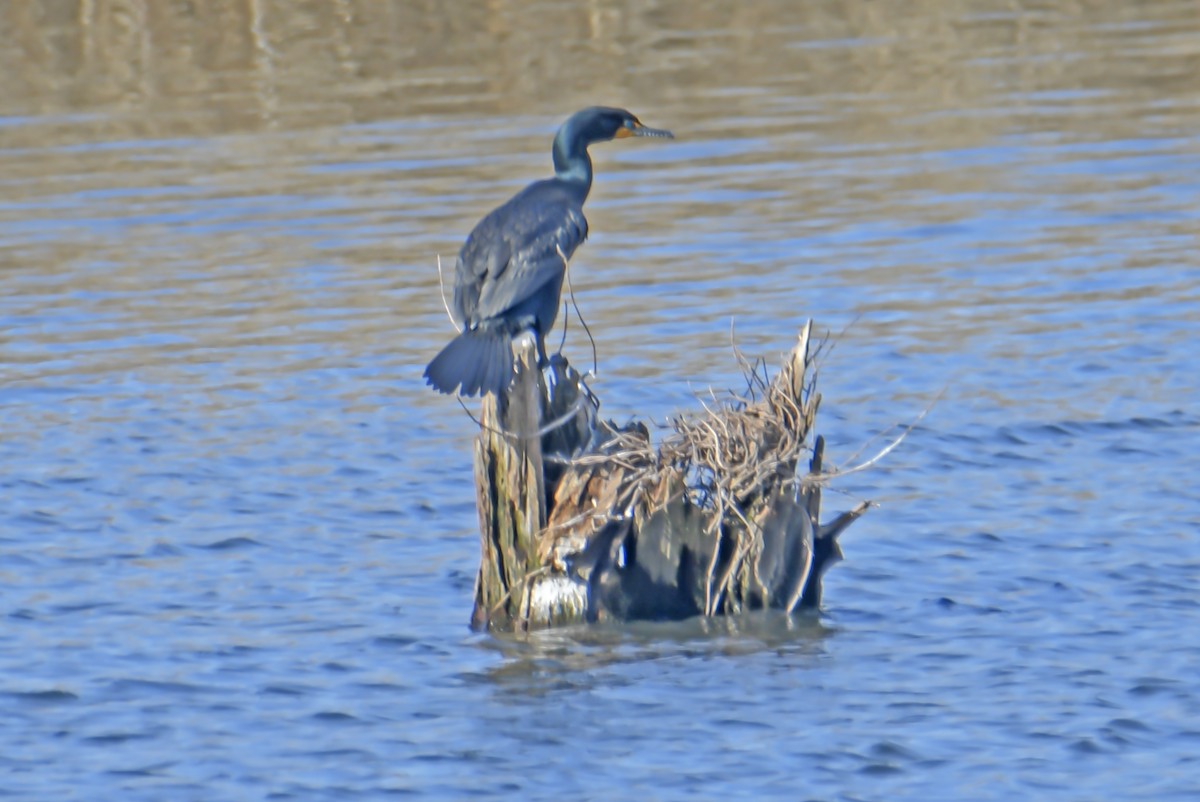 Double-crested Cormorant - William Batsford