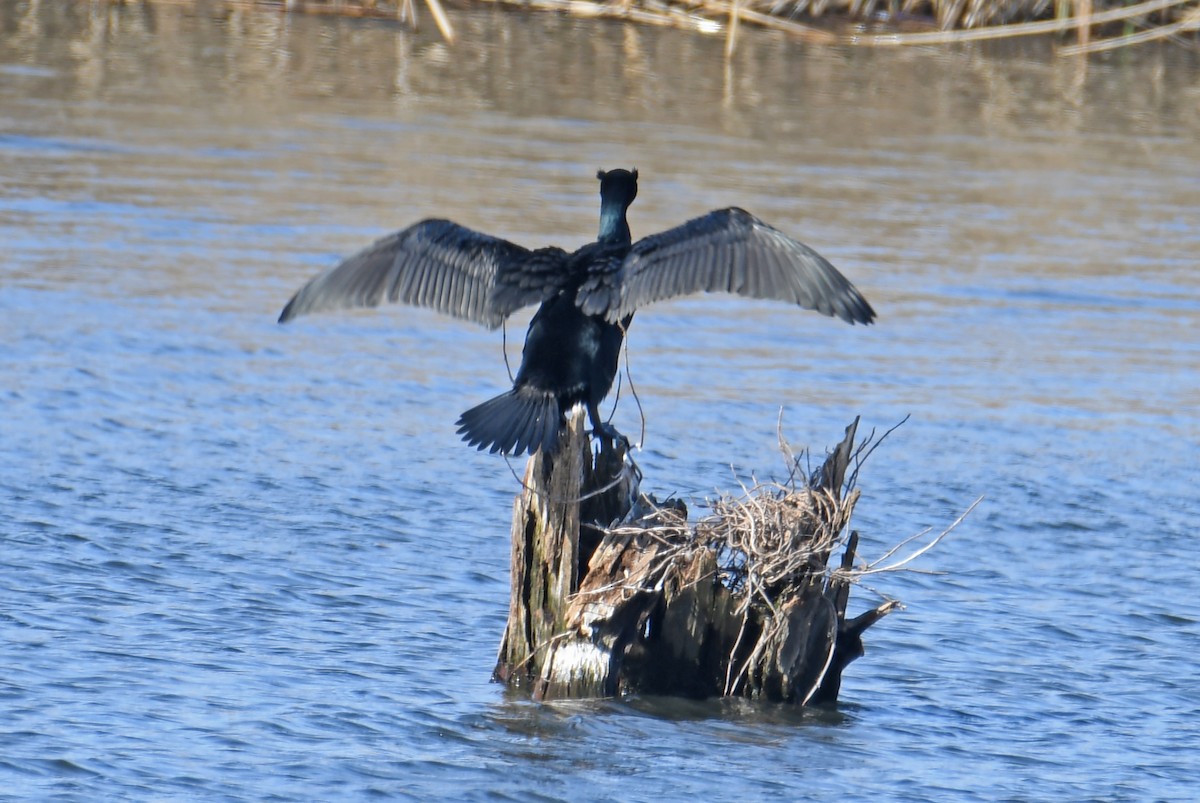 Double-crested Cormorant - William Batsford