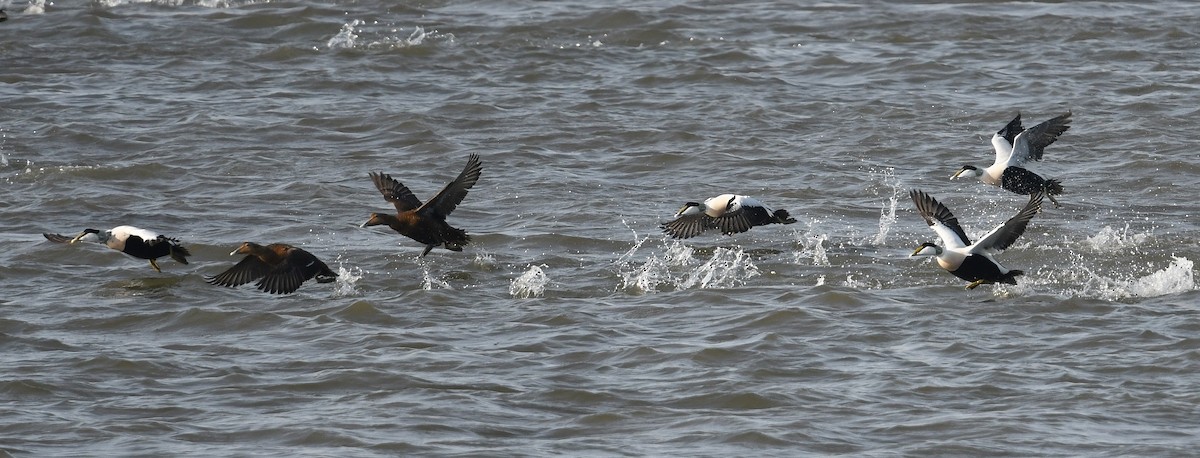 Common Eider - Andreas Deissner