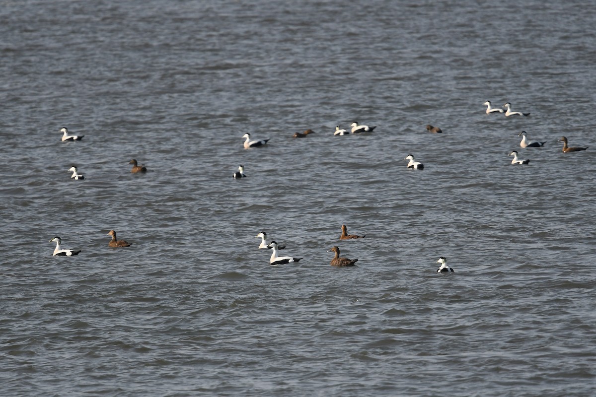 Common Eider - Andreas Deissner