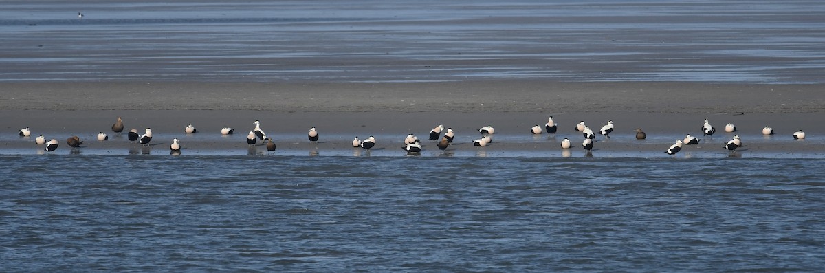 Common Eider - Andreas Deissner