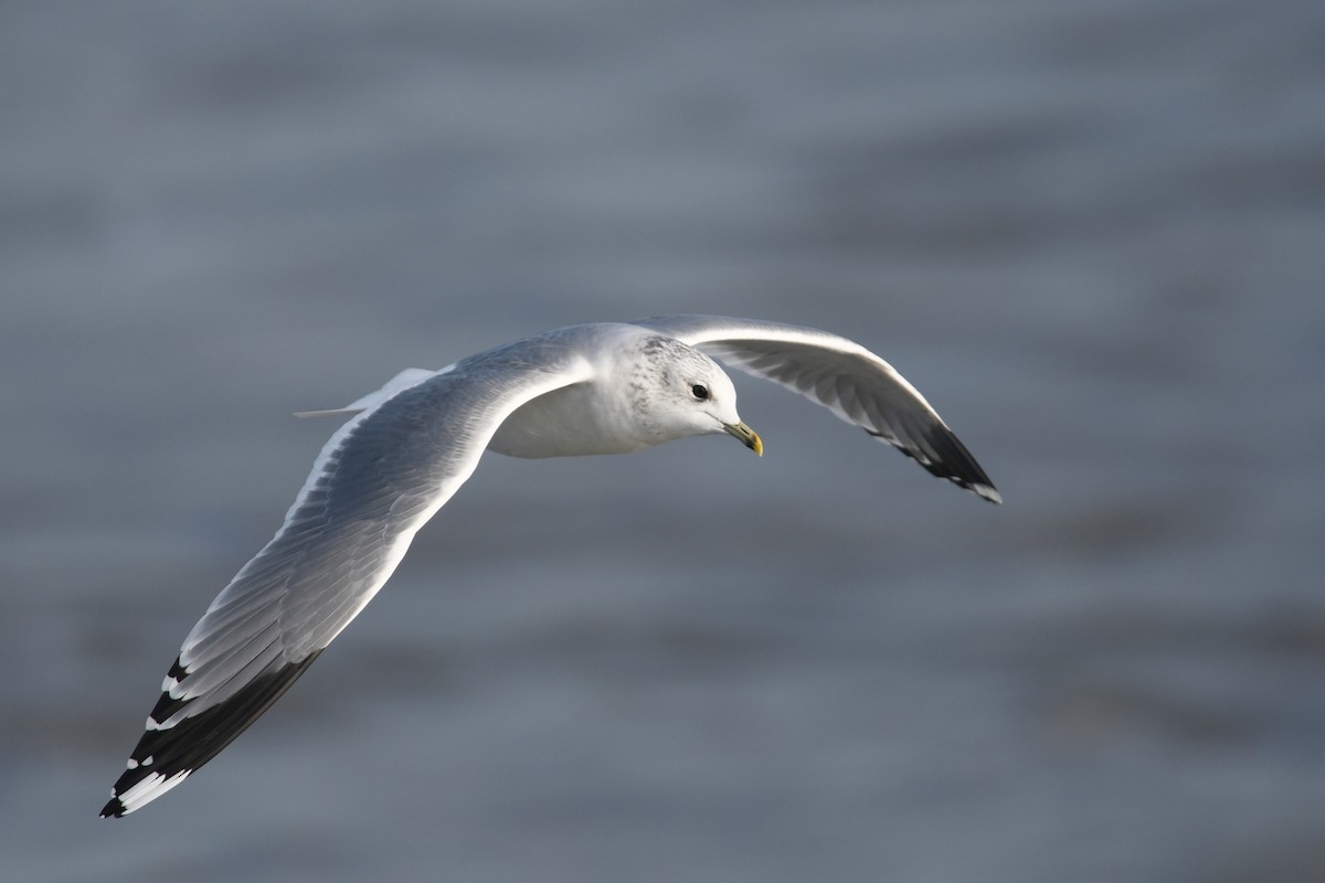 Common Gull - Andreas Deissner