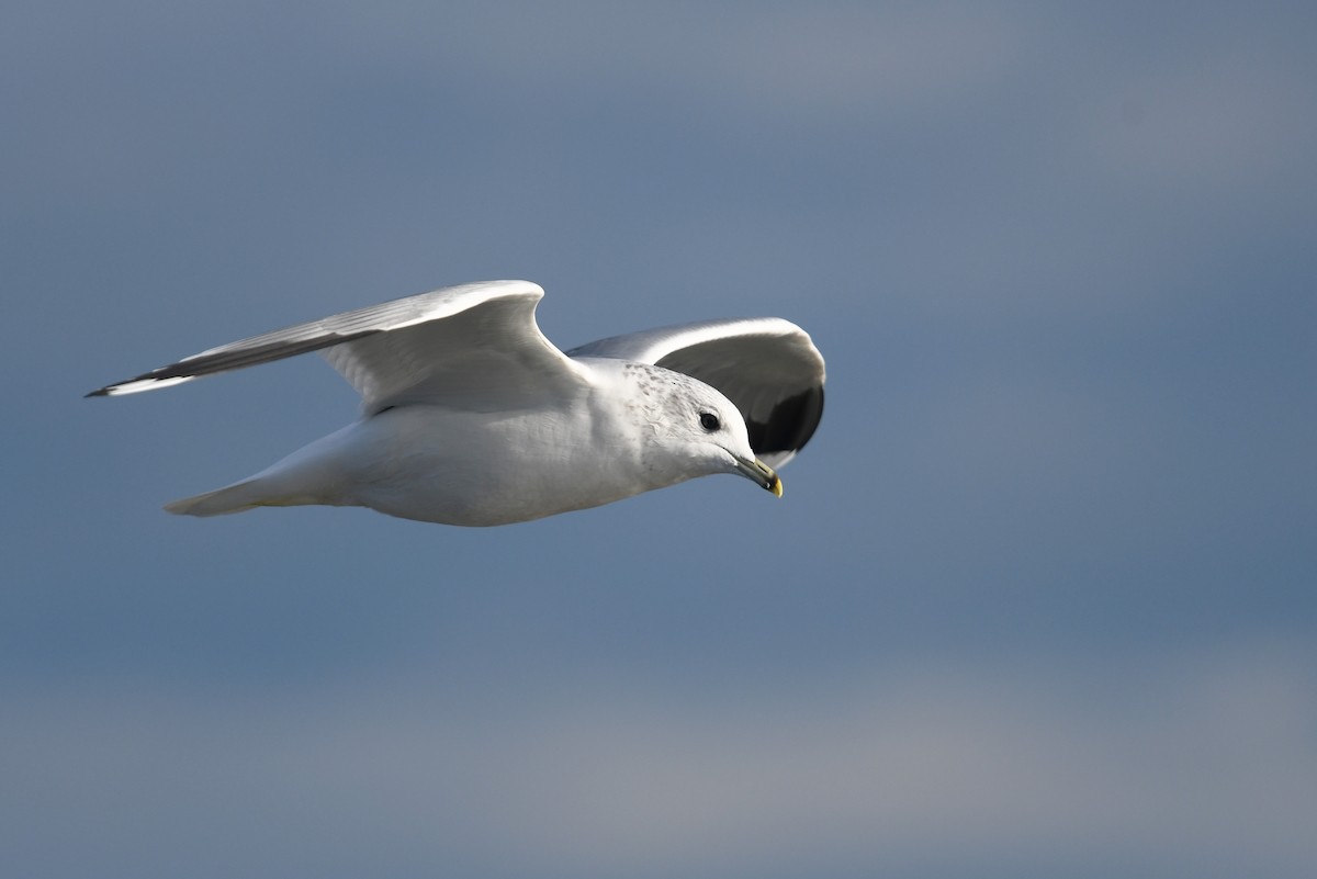 Common Gull - Andreas Deissner